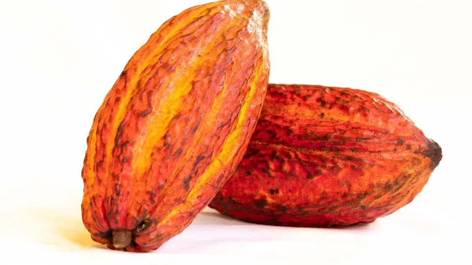 Cabosses et fèves de cacao, point de départ de chaque chocolat